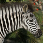 Zèbre des plaines (Mtuzini)