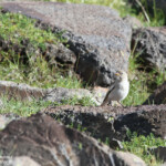 Niverolle alpine (Arménie)