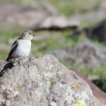 Niverolle alpine (Arménie)