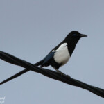 Pie bavarde mauretanca (Maroc)