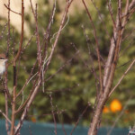 Pie-grièche brune - Deltebre