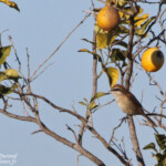Pie-grièche brune - Deltebre
