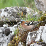 Pinson des arbres (Lozère)
