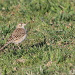 Pipit de Richard - Crau (13)