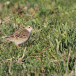 Pipit de Richard - Crau (13)