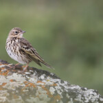 Pipit des arbres (Arménie)