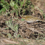 Pipit à dos olive (Etang de Berre, 13)