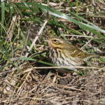 Pipit à dos olive (Etang de Berre, 13)
