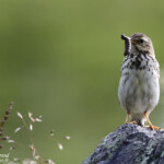 Pipit farlouse (Norvège)