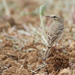 Pipit rousseline (Valensole, 84)