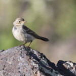Pipit spioncelle ssp. Coutelli (Arménie)