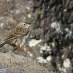 Pipit spioncelle ssp. Coutelli (Arménie)