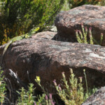 Lézard ocellé, Plaine des Maures (mai 2016)