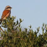 Pie-grièche écorcheur, Plaine des Maures (mai 2016)