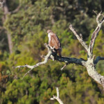 Buse variable, Plaine des Maures (mai 2016)