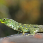 Lézard ocellé, Plaine des Maures (mai 2016)
