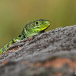 Lézard ocellé, Plaine des Maures (mai 2016)