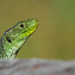 Lézard ocellé, Plaine des Maures (mai 2016)