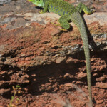 Lézard ocellé, Plaine des Maures (mai 2016)