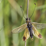 Ascalaphe, Plaine des Maures (mai 2016)