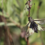 Ascalaphe soufré, Libelloides coccajus, Plaine des Maures, mai 2016