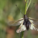 Ascalaphe soufré, Libelloides coccajus, Plaine des Maures, mai 2016