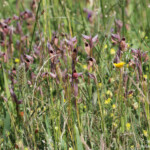 Plaine des Maures, Sérapias (83)