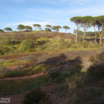 Plaine des Maures (83)
