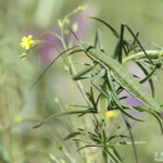 Magicienne dentelée, Plaine des Maures (83)