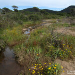 Plaine des Maures (83)