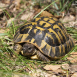 Tortue d'Hermann, Plaine des Maures (mai 2016)