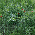 Tulipe d'Agen - Plan de La Garde