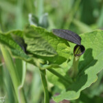 Aristoloche - Plan de La Garde