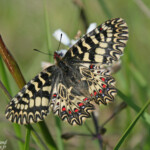 Diane - Plan de La Garde