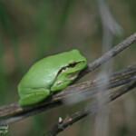 Rainette méridionale - Plan de La Garde