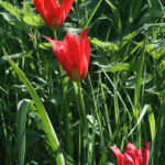 Tulipe d'Agen - Plan de La Garde