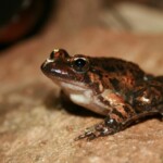 Discoglosse sarde - Port-Cros