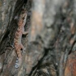 Hémidactyle verruqueux - Port-Cros