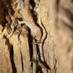 Hémidactyle verruqueux - Port-Cros