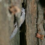 Phyllodactyle d'Europe