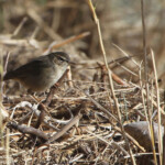 Pouillot brun (Étang des Moures, 34)