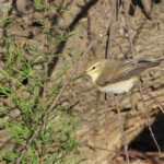 Pouillot fitis (Port-Cros, 83)