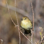 Pouillot véloce (Étang des Moures, 34)