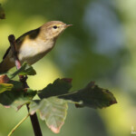 Pouillot véloce, octobre 2016, Aix-en-Provence