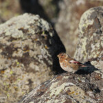 Roselin à ailes roses (Arménie)