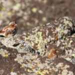 Roselin à ailes roses (Arménie)