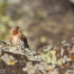Roselin à ailes roses (Arménie)