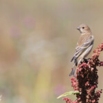 Roselin cramoisi, jeune (Arménie)