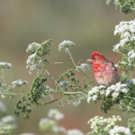 Roselin cramoisi (Arménie)