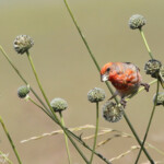 Roselin cramoisi (Arménie)